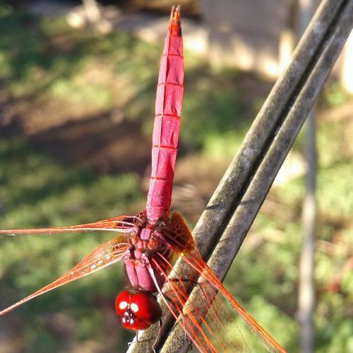 สมาชิกหมายเลข 6048793