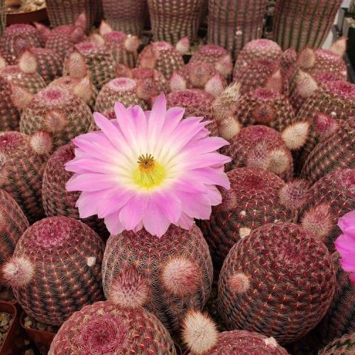 สมาชิกหมายเลข 6066768