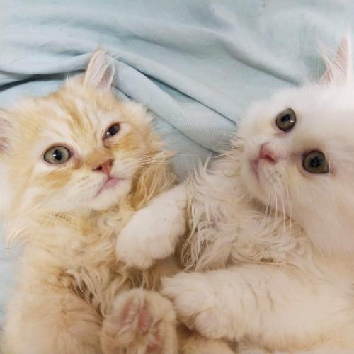 สมาชิกหมายเลข 7431642