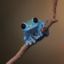 กบใสใส่แว่น