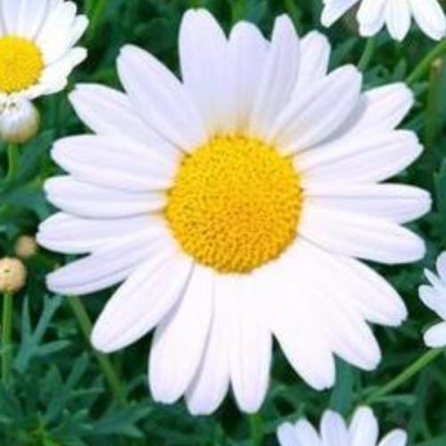 สมาชิกหมายเลข 6052403