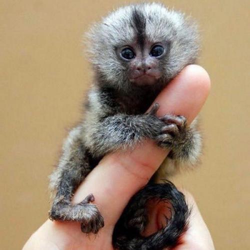 สมาชิกหมายเลข 5109219