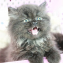 สมาชิกหมายเลข 5124692