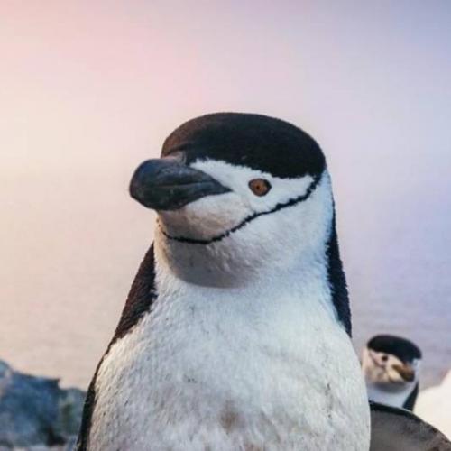 สมาชิกหมายเลข 6666412