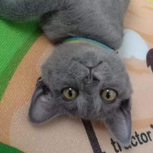 สมาชิกหมายเลข 4746558