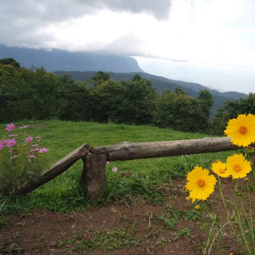 หมึกหายที่สันป่าเกี๊ยะ