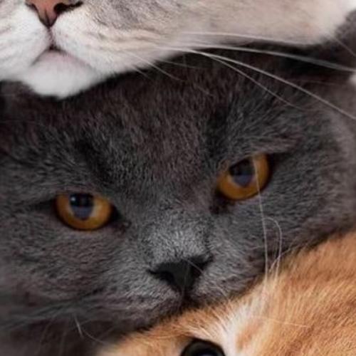 สมาชิกหมายเลข 6179338