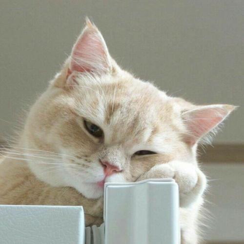 สมาชิกหมายเลข 4234001