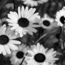 สมาชิกหมายเลข 3168772