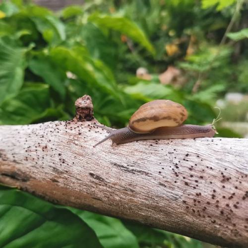 นางสาวแตงกวา