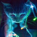 สมาชิกหมายเลข 4395241