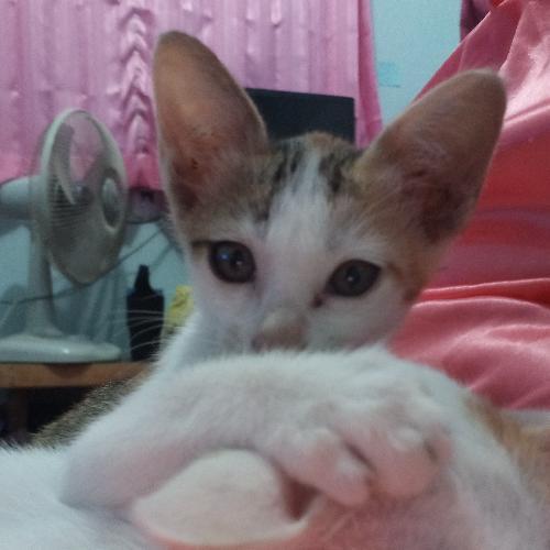 ไหมหวาน