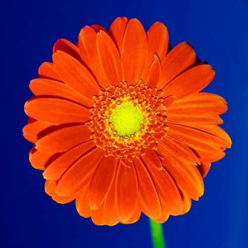 สมาชิกหมายเลข 720317