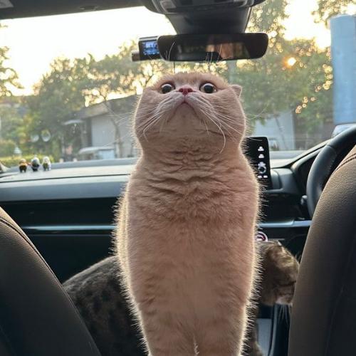 สมาชิกหมายเลข 6982588