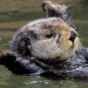 สมาชิกหมายเลข 2225223