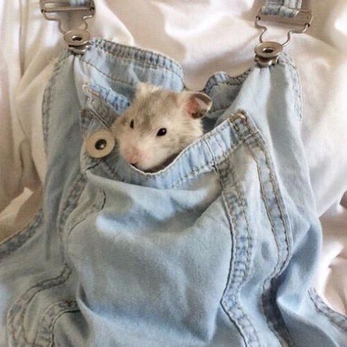 สมาชิกหมายเลข 3915019