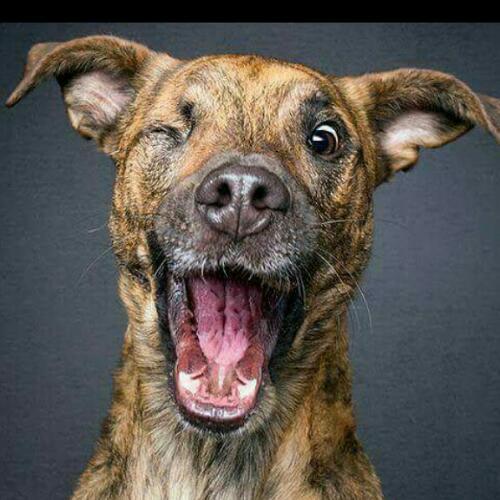 สมาชิกหมายเลข 4751838