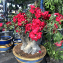 สมาชิกหมายเลข 5100521