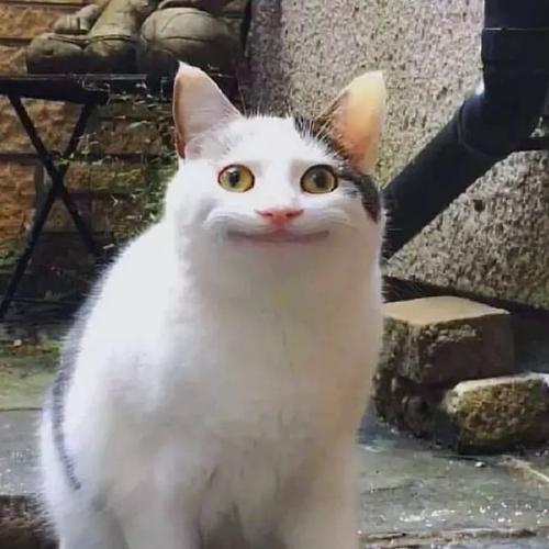 สมาชิกหมายเลข 4031658