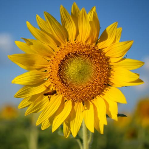 สมาชิกหมายเลข 4469629