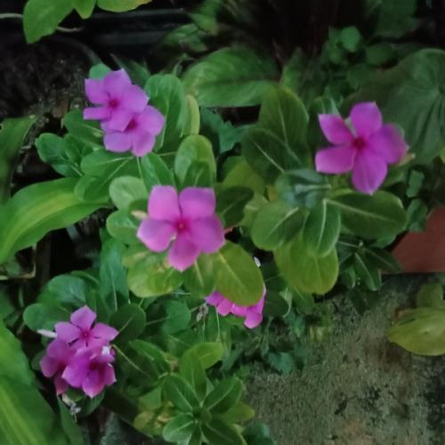 สมาชิกหมายเลข 7442036