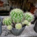 สมาชิกหมายเลข 2980604