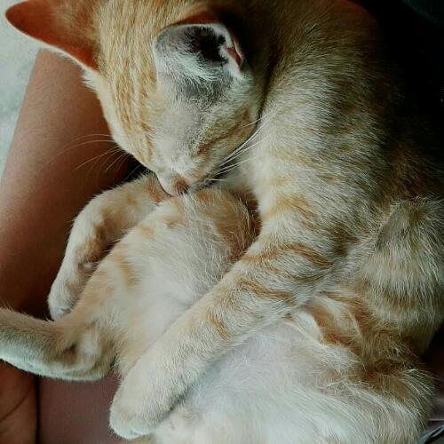 สมาชิกหมายเลข 4634938