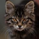 สมาชิกหมายเลข 5127461