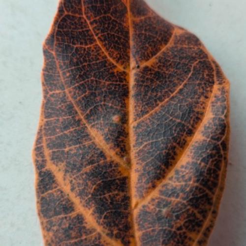 สมาชิกหมายเลข 4010553