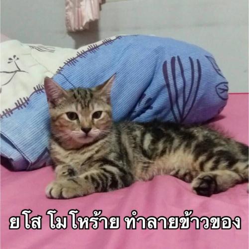 สมาชิกหมายเลข 2609618