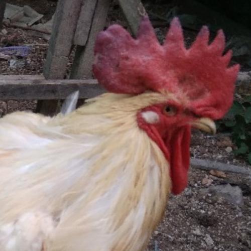 เด็กบ้านๆเด็กเลี้ยงวัว