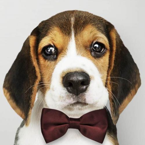 สมาชิกหมายเลข 6072446