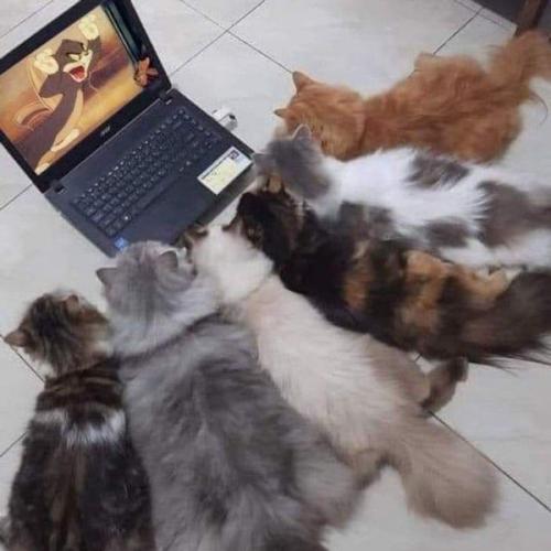 สมาชิกหมายเลข 7423251