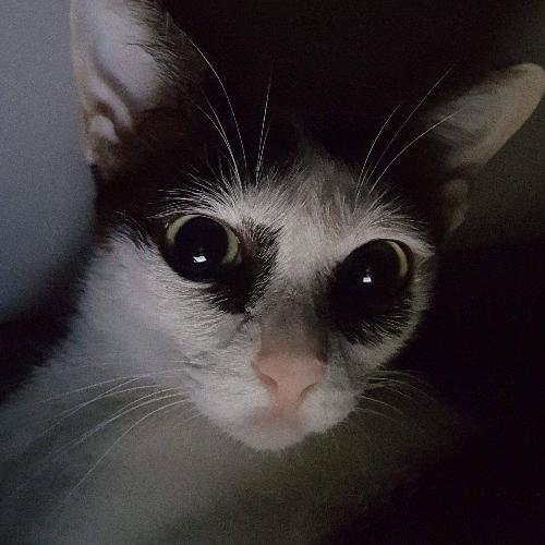 สมาชิกหมายเลข 4735554