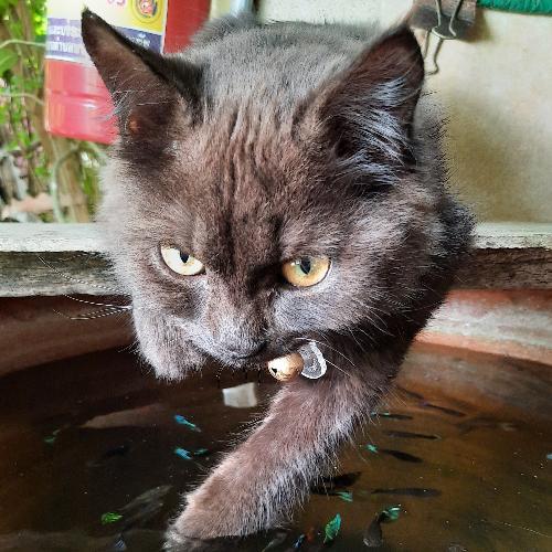 สมาชิกหมายเลข 6072970