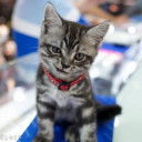 สมาชิกหมายเลข 4397843