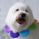 สมาชิกหมายเลข 2885711