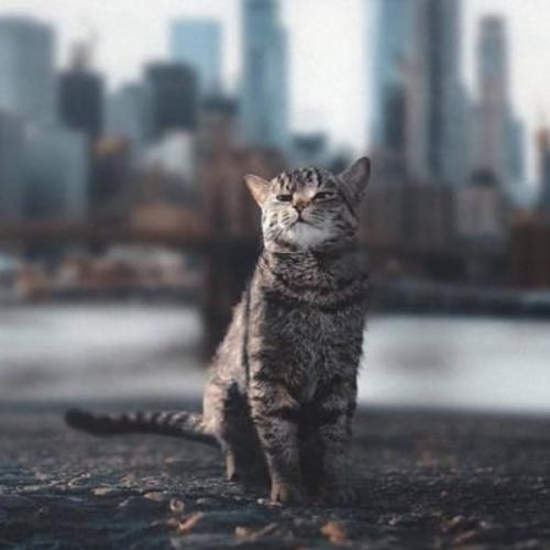 สมาชิกหมายเลข 5478594