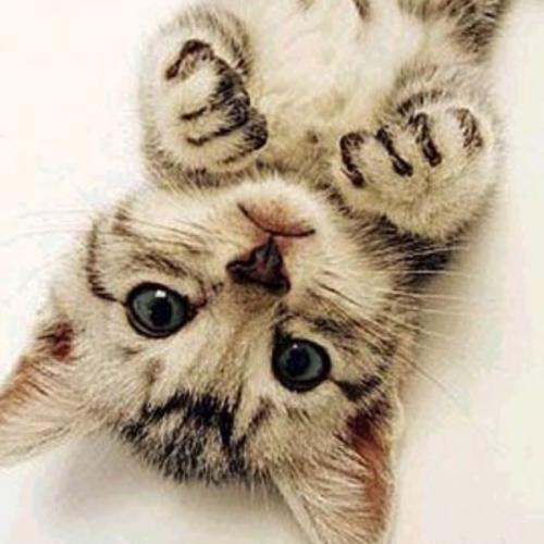 สมาชิกหมายเลข 6072411