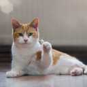 แมวตัวหอม