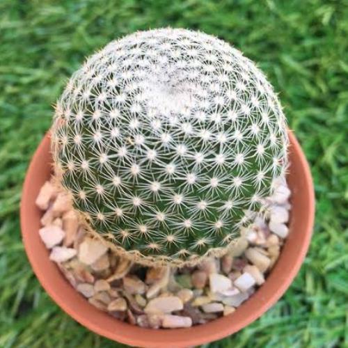 สมาชิกหมายเลข 6073804