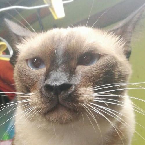 สมาชิกหมายเลข 4787191