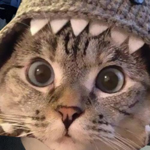 สมาชิกหมายเลข 7447287