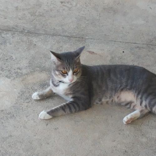 สมาชิกหมายเลข 4619826