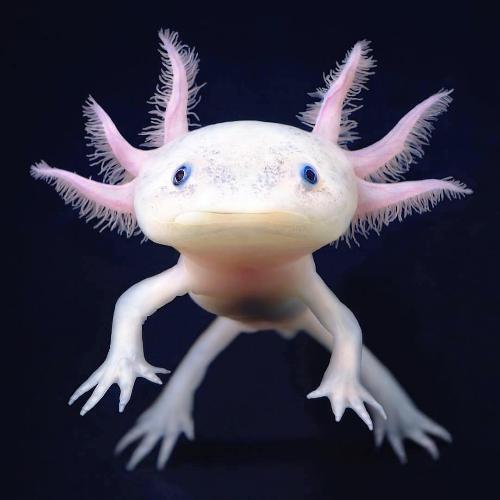 สมาชิกหมายเลข 722456