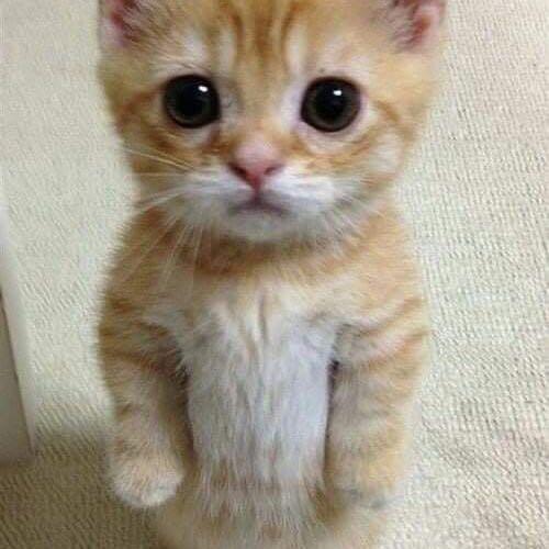 สมาชิกหมายเลข 7447404