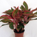 สมาชิกหมายเลข 4400254