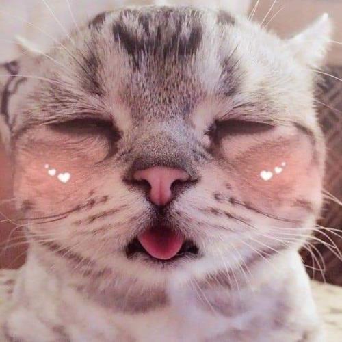 สมาชิกหมายเลข 5130779