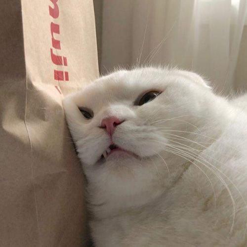 สมาชิกหมายเลข 5130816