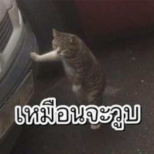 สมาชิกหมายเลข 6583377